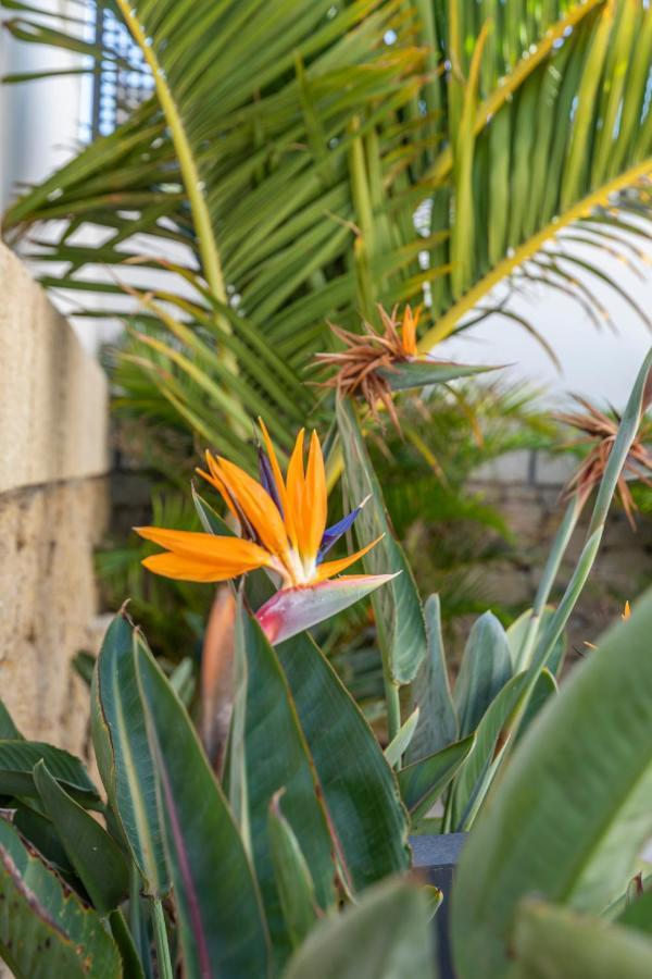 Medano4You The Strelitzia Terrace Эль-Медано Экстерьер фото